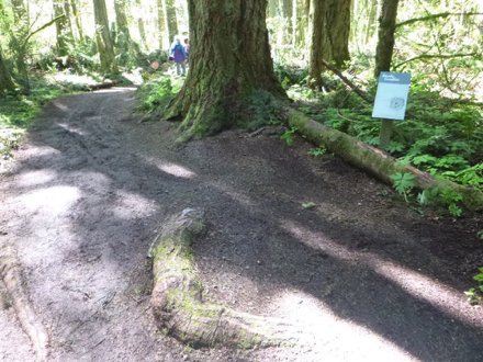 Large raised tree root that is parallel to the compacted gravel trail
